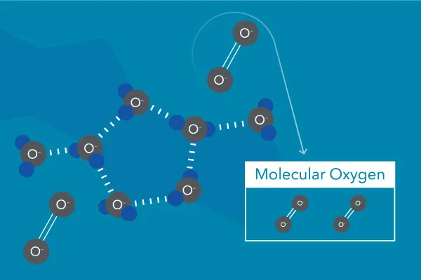 溶解在水中的分子氧（圈）。分子氧不是來自水分子中的氧（ H2O ).